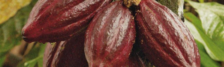 los alimentos, bebidas y suplementos